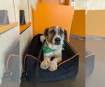Small #7 Treeing Walker Coonhound Mix