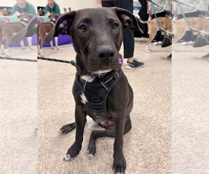 American Pit Bull Terrier-Unknown Mix Dogs for adoption in Minneapolis, MN, USA