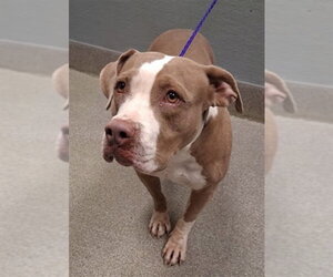 Mutt Dogs for adoption in Las Vegas, NV, USA