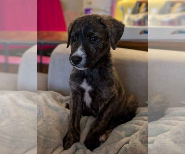 Medium Photo #8 Mutt Puppy For Sale in Laramie, WY, USA