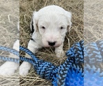 Puppy 2 Sheepadoodle-Unknown Mix