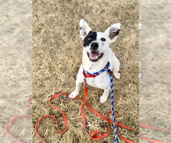 Medium Photo #17 Mutt Puppy For Sale in Gloversville, NY, USA