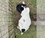 Small Photo #2 German Shorthaired Pointer Puppy For Sale in MORTON, MS, USA