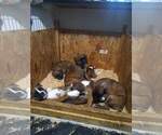 Small Photo #8 Boxer Puppy For Sale in EUGENE, OR, USA