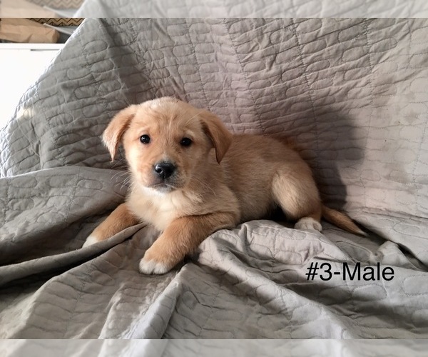 Medium Photo #1 Sheprador Puppy For Sale in EATON, OH, USA