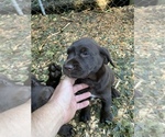Small Photo #4 Labrador Retriever Puppy For Sale in HOWELL, NJ, USA