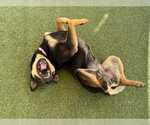 Small #2 Rottweiler