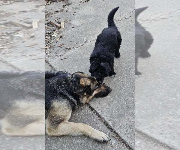 Medium Photo #1 German Shepherd Dog Puppy For Sale in JERSEYVILLE, IL, USA