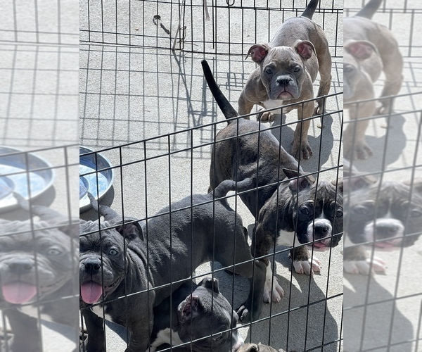Medium Photo #2 American Bully Puppy For Sale in EFFINGHAM, SC, USA