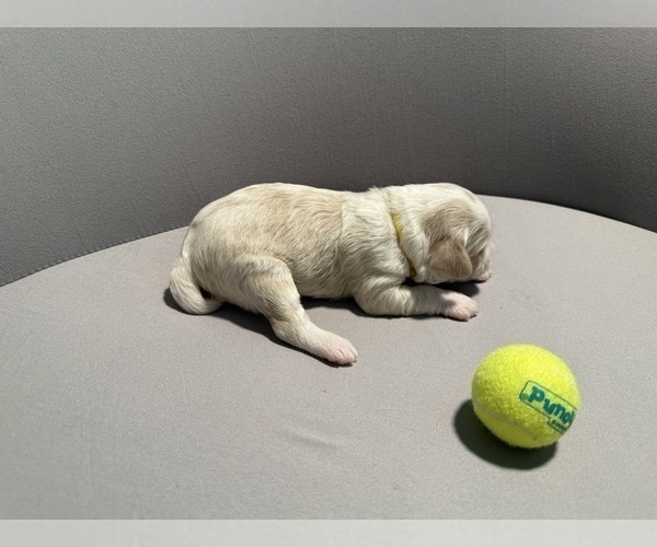 Medium Photo #9 Bernedoodle (Miniature) (+ Poodle Miniature) Puppy For Sale in BREA, CA, USA