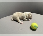 Small Photo #9 Bernedoodle (Miniature) (+ Poodle Miniature) Puppy For Sale in BREA, CA, USA