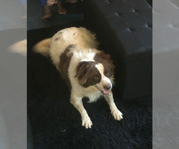 Medium Photo #2 Border-Aussie Puppy For Sale in Chandler, AZ, USA