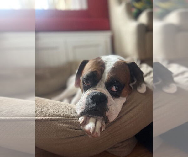 Medium Photo #2 Boxer Puppy For Sale in  Katy, TX, USA