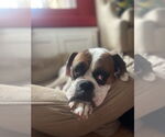 Small #1 Boxer
