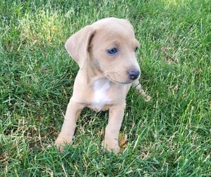 Dachshund Puppy for sale in NOVI, MI, USA