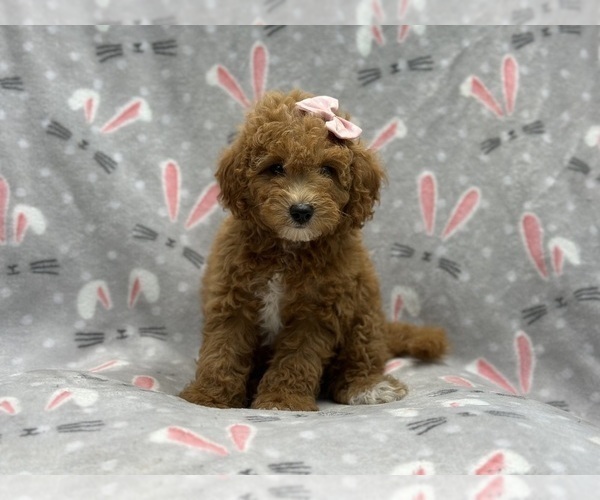 Medium Photo #3 Goldendoodle (Miniature) Puppy For Sale in LAKELAND, FL, USA