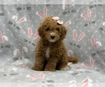 Small Photo #3 Goldendoodle (Miniature) Puppy For Sale in LAKELAND, FL, USA
