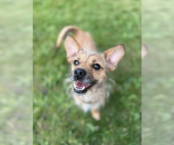 Medium Photo #2 Rat Terrier-Unknown Mix Puppy For Sale in St. Louis Park, MN, USA