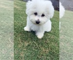 Small #11 Bichon Frise