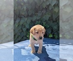 Small Photo #6 Labrador Retriever Puppy For Sale in SACRAMENTO, CA, USA
