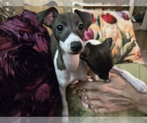 Italian Greyhound Puppy for sale in NESBIT, MS, USA