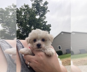 Maltese Puppy for sale in FREDONIA, KS, USA