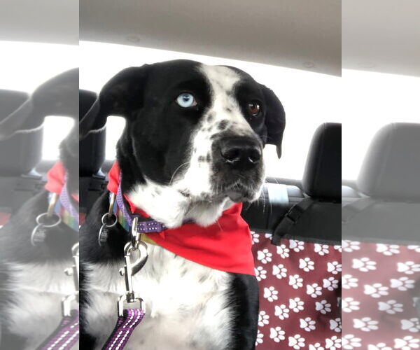 Medium Photo #13 Catahoula Leopard Dog-Unknown Mix Puppy For Sale in Hillsboro, MO, USA