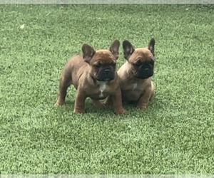 French Bulldog Litter for sale in SIOUX FALLS, SD, USA
