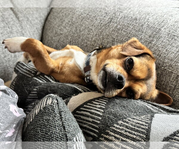 Medium Photo #4 Chihuahua Puppy For Sale in Sandy, UT, USA