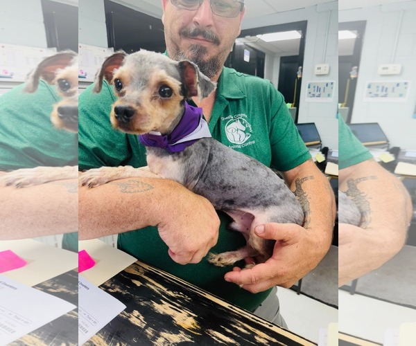 Medium Photo #16 Mutt Puppy For Sale in Arlington, VA, USA