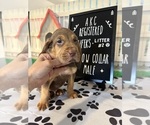 Puppy 7 Bloodhound