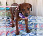 Small #2 Dachshund
