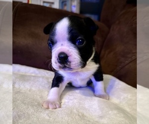 Boston Terrier Puppy for sale in WASHBURN, MO, USA