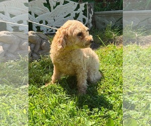 Buttons/ ADOPTED - Female Poodle (Miniature) Dog for Adoption - Photo #3