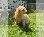 Small #2 Poodle (Miniature)