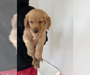 Golden Retriever Litter for sale in DAVENPORT, FL, USA