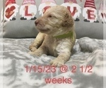 Small Photo #8 Poodle (Standard) Puppy For Sale in ARAB, AL, USA