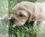 Small Photo #6 Golden Retriever Puppy For Sale in BELFAIR, WA, USA