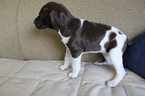 Small Photo #7 German Shorthaired Pointer Puppy For Sale in BLAINSPORT, PA, USA
