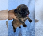 Small #1 French Bulldog