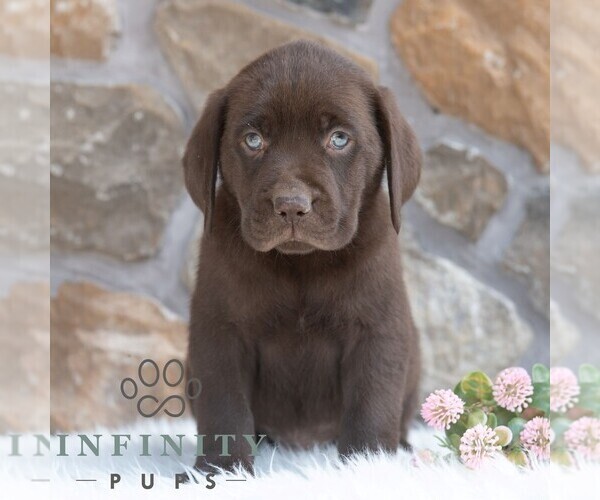 Medium Photo #3 Labrador Retriever Puppy For Sale in MIFFLINTOWN, PA, USA