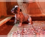 Small Photo #24 American Bulldog Puppy For Sale in MILLS RIVER, NC, USA
