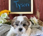 Small Photo #2 Zuchon Puppy For Sale in BONDUEL, WI, USA