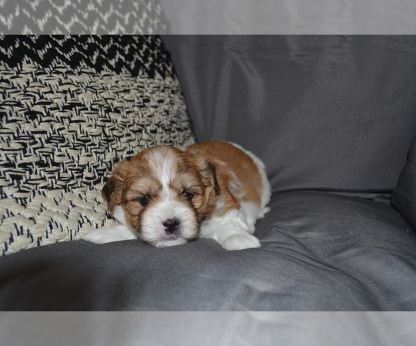 Medium Photo #1 Mal-Shi Puppy For Sale in GREENWOOD, WI, USA