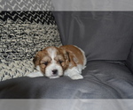 Puppy Brody Mal-Shi