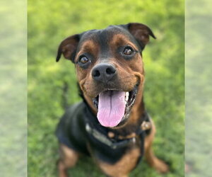 Rottweiler Dogs for adoption in Evansville, IN, USA