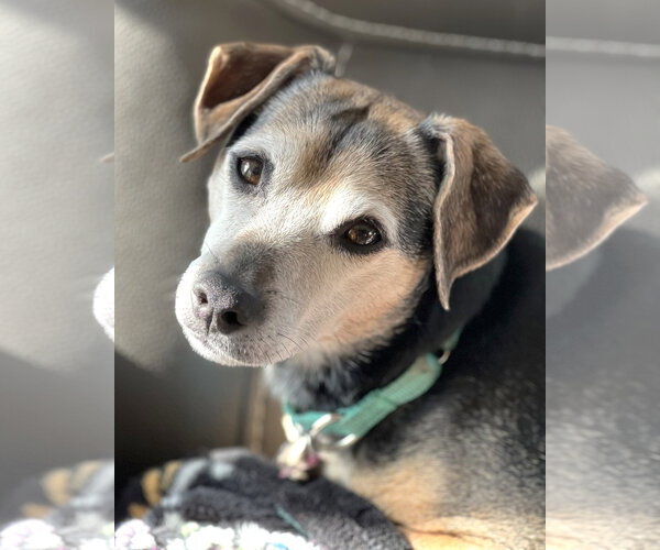 Medium Photo #4 Chihuahua Puppy For Sale in Boonton, NJ, USA