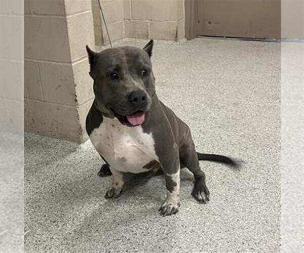 Medium Photo #1 American Pit Bull Terrier-Unknown Mix Puppy For Sale in Conroe, TX, USA