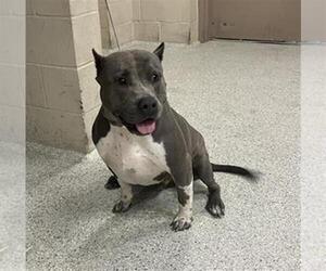 American Pit Bull Terrier-Unknown Mix Dogs for adoption in Conroe, TX, USA