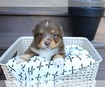 Puppy Cadet Miniature Australian Shepherd